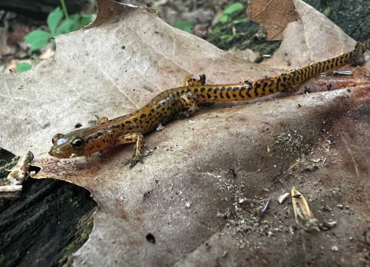 Longtail Salamander